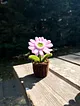 sonil-cicek-pembe