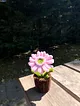 sonil-cicek-pembe