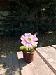 sonil-cicek-pembe