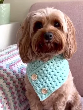 Köpek Kıyafeti Yeşil