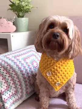 Köpek Kıyafeti Sarı