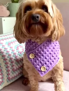 Köpek Kıyafeti Bej