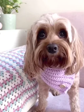Köpek Kıyafeti Mor