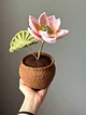 orgu-saksida-dev-lotus-pastel-pembe