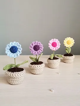 Mini Renkli Papatya Saksı Çiçeği Mavi