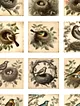 vintage-birds-sticker-cikartma-kahverengi