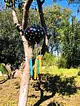 siyah-cicekli-ucan-balon-su-kabagi-siyah