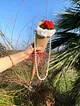 kulah-solmayan-gul-kirmizi
