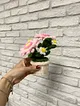 gerbera-ve-papatya-minik-saksi-cicegi-pastel-pembe