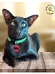 kedi-ve-kopek-epoksi-madalyon-kunye-isimlik-karekodlu-beyaz
