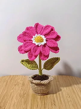 Zinnia Flower  Fuşya
