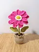 zinnia-flower-fusya