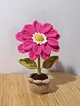 zinnia-flower-fusya