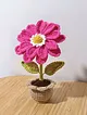 zinnia-flower-fusya