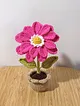 zinnia-flower-fusya