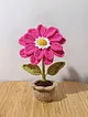 zinnia-flower-fusya
