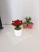 solmayan-dekoratif-mini-saksili-zambak-cicek-bordo