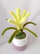 solmayan-dekoratif-mini-saksili-lavanta-cok-renkli