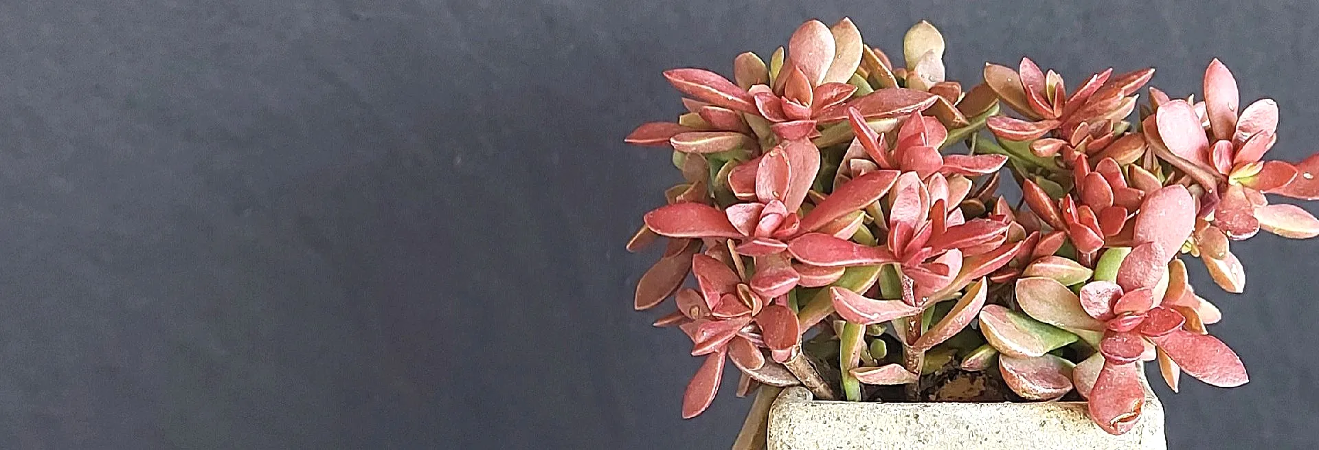 Zeta Bonsai Seramik