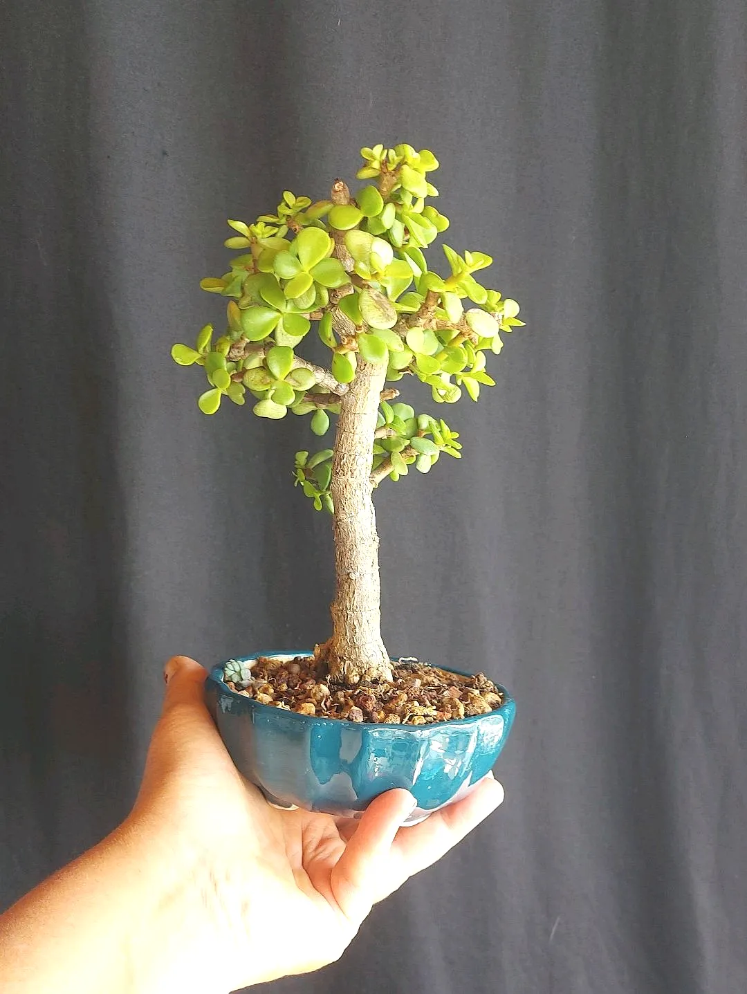 portulacaria-afra-bonsai-yesil