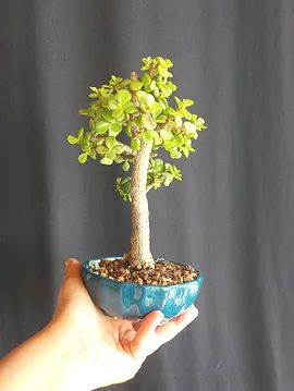 Portulacaria Afra Bonsai Yeşil