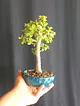 portulacaria-afra-bonsai-yesil