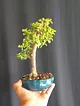 portulacaria-afra-bonsai-yesil