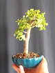portulacaria-afra-bonsai-yesil