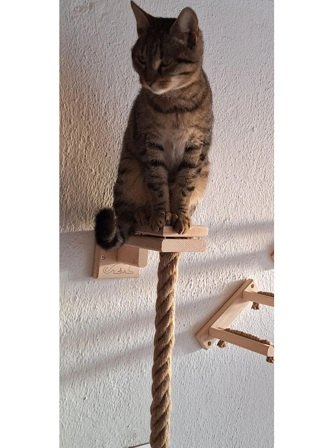 kedi-tirmanma-halati-1-metre---054