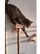 kedi-tirmanma-halati-1-metre---054