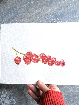 Frenk Üzümü  Kiraz Kırmızısı