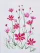 pembe-kozmoz-cicekleri-pembe
