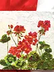 dokulu-ciceklerr-serisi-guzelsin-turuncu