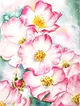 yabani-pembe-guller-pembe