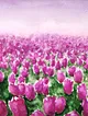 lale-tarlasi-pembe