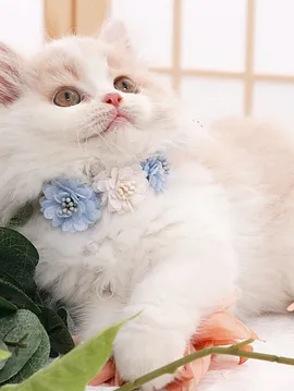 Çiçekli Kedi-köpek Tasması 