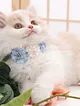 cicekli-kedi-kopek-tasmasi