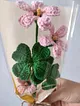 yonca-cicegi-pembe