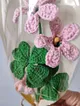 yonca-cicegi-pembe