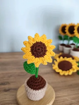 Saksıda Mini Ayçiçeği Sarı
